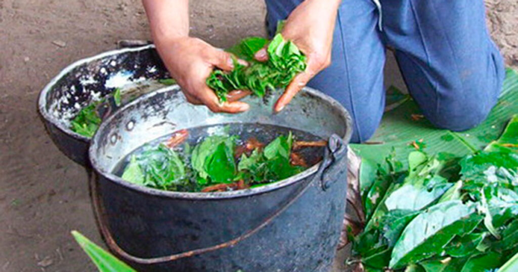 Estudos buscam compreender de forma segura os potenciais terapêuticos da ayahuasca